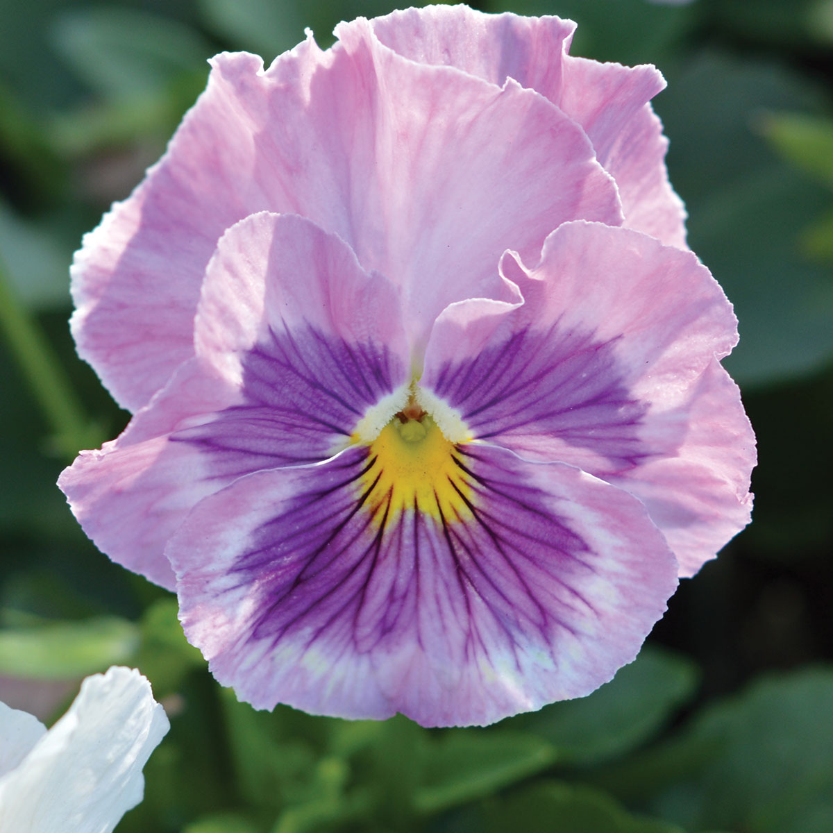 Pansy – Ruibals