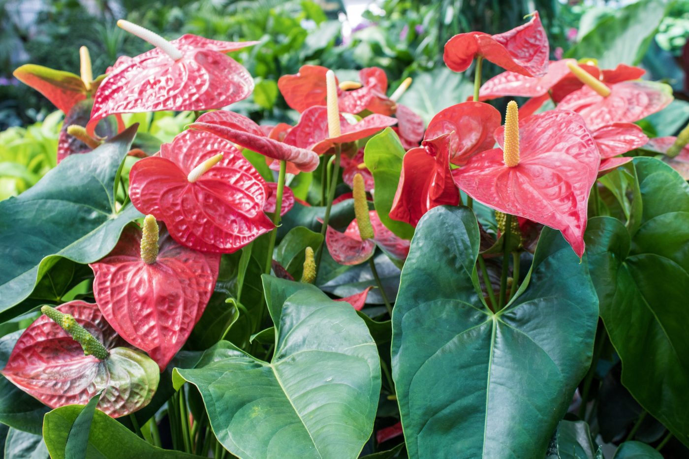 Anthurium Ruibals