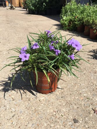 Ruellia Katie Dwarf Ruibals