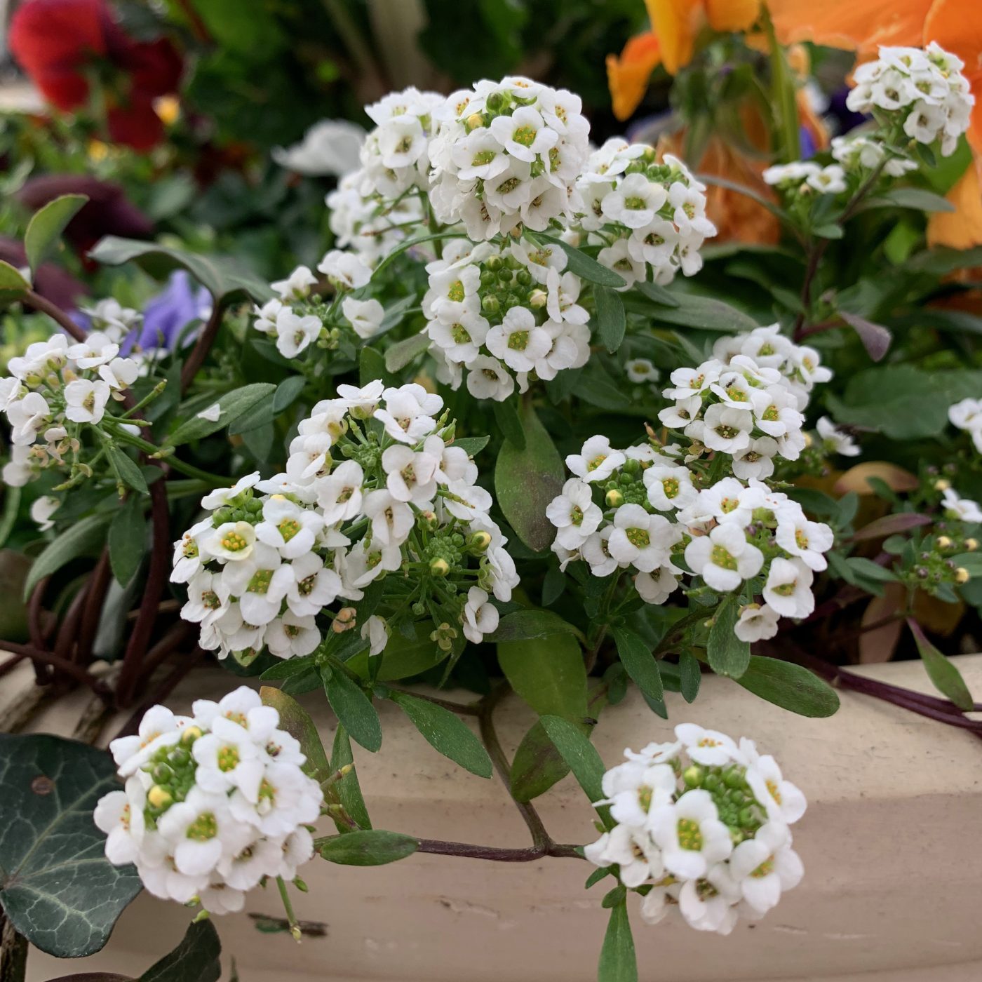 Alyssum Ruibals
