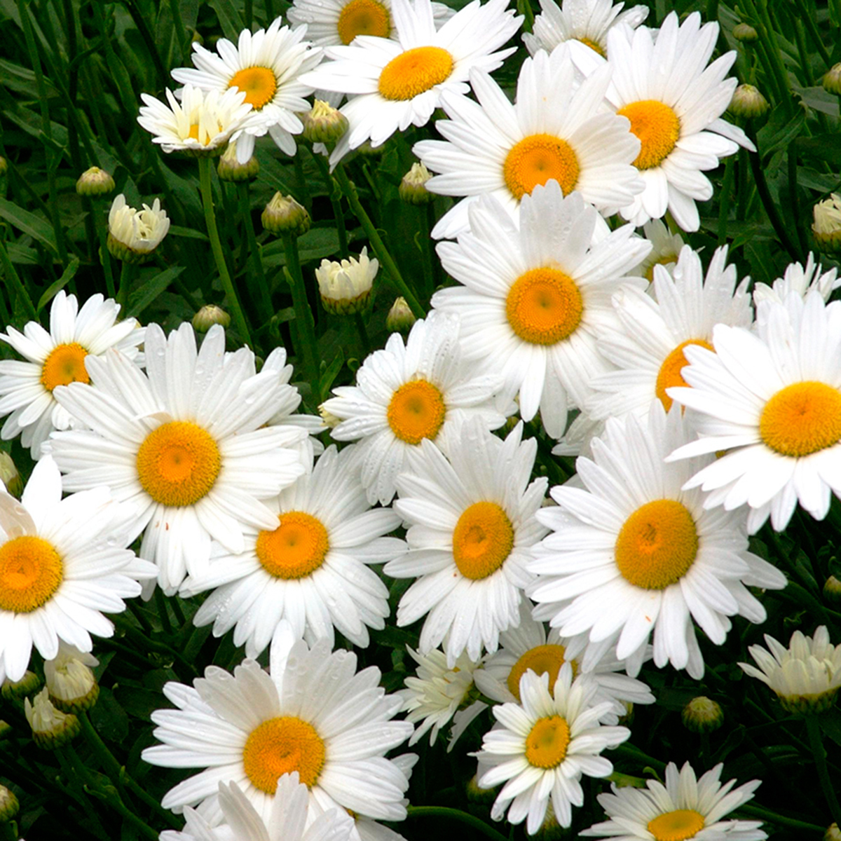 Shasta Daisy Leucanthemum Ruibals