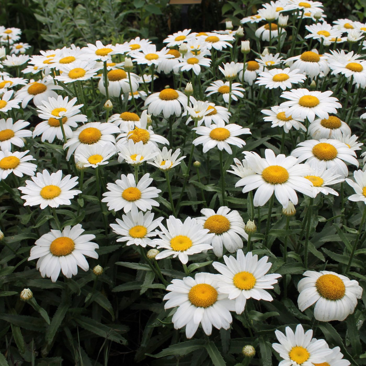 Shasta Daisy Leucanthemum Ruibals