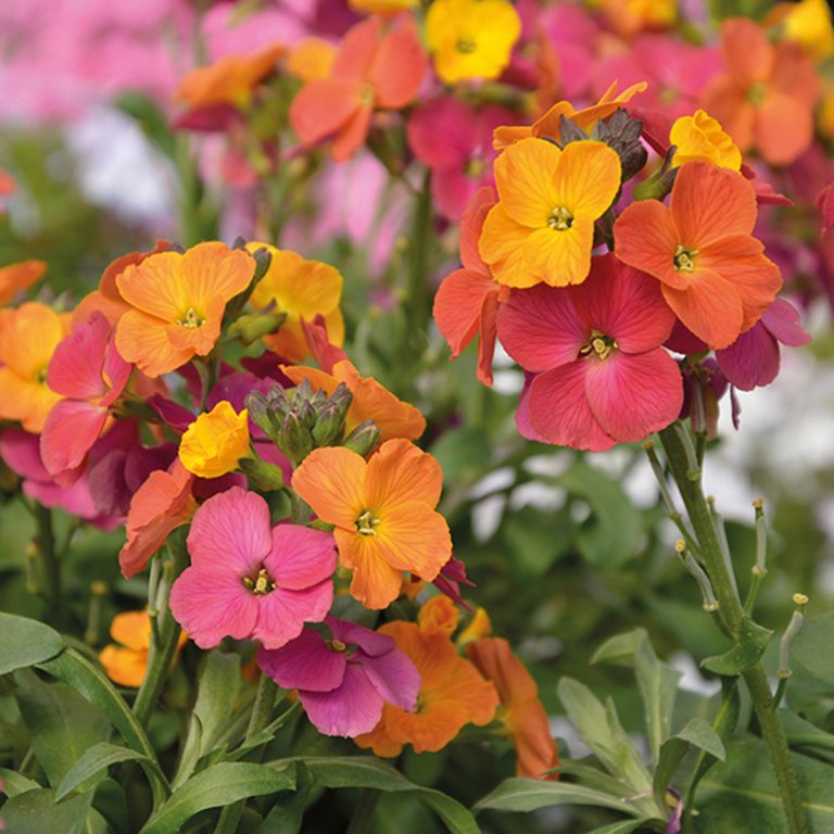 Erysimum Wall Flower Ruibals