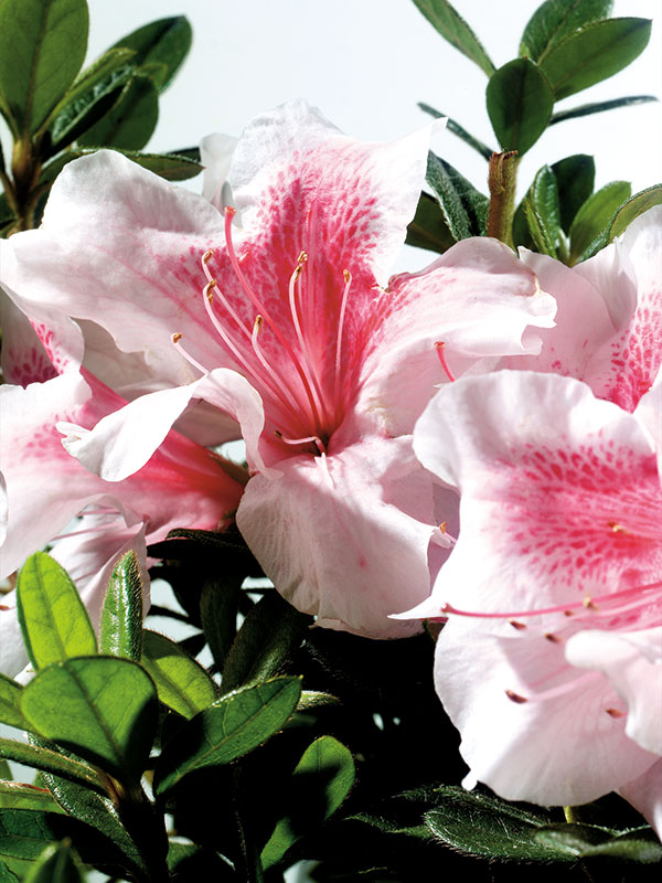 Azalea Encore® - Autumn Chiffon - Ruibals