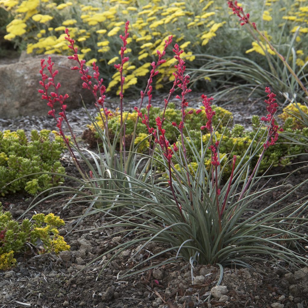 Yucca Brake Light Ruibals