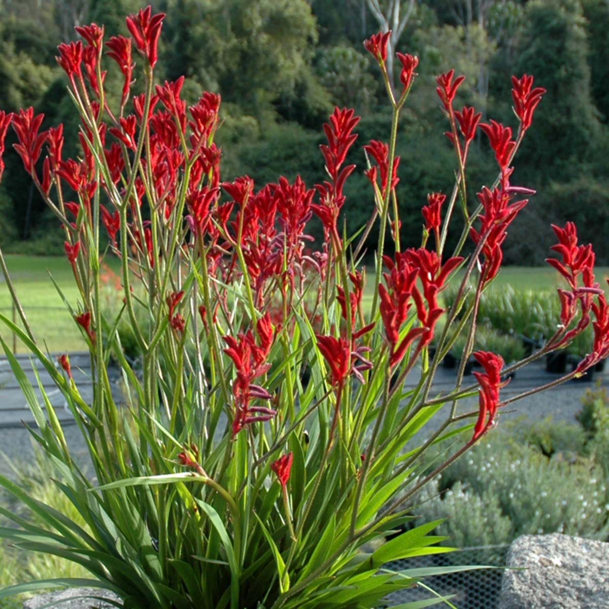 Image of Kangaroo paw plant