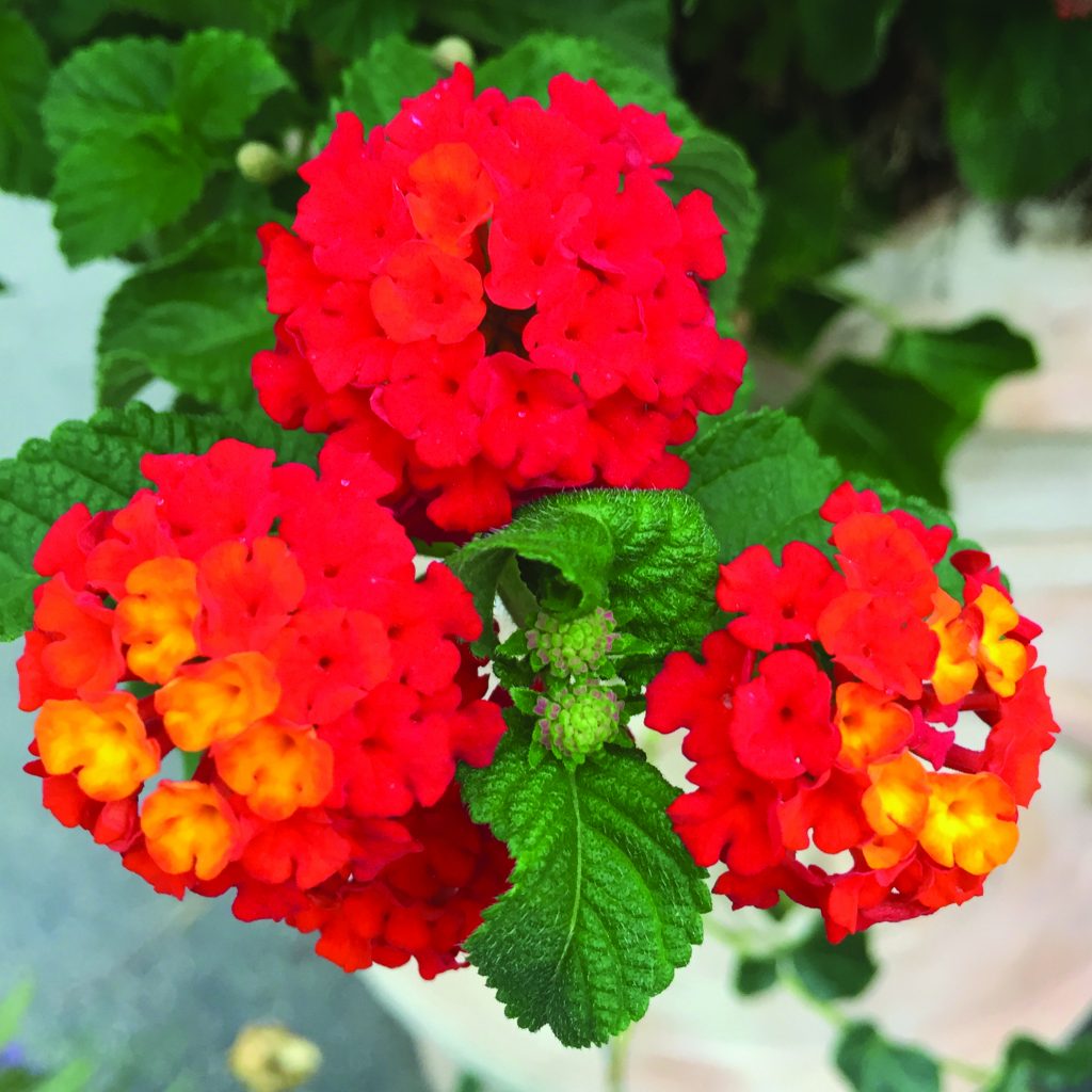 LANTANA - Ruibals