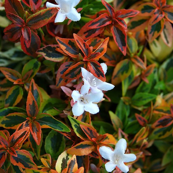kaleidoscope abelia losing leaves kaleidoscope abelia losing leaves