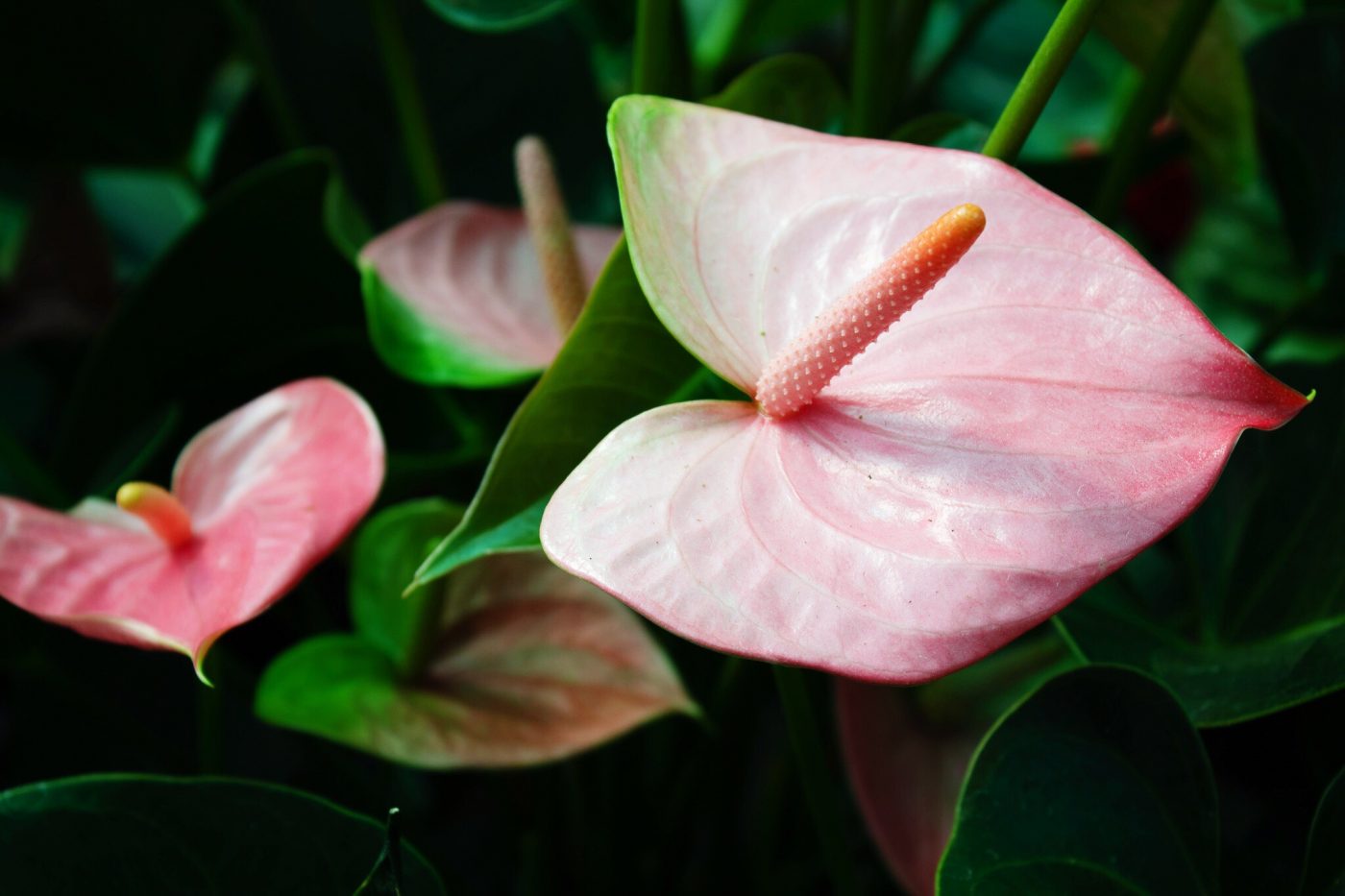 Anthurium Ruibals