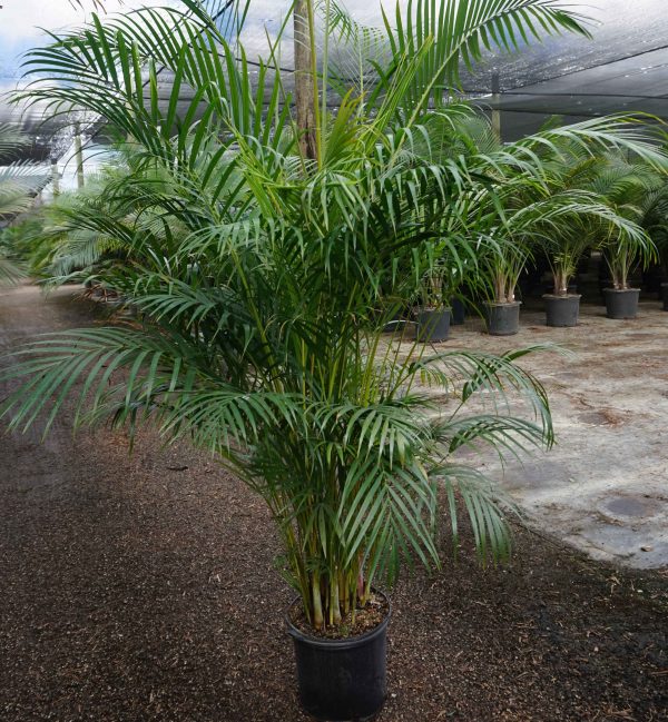 Palm Areca Ruibals