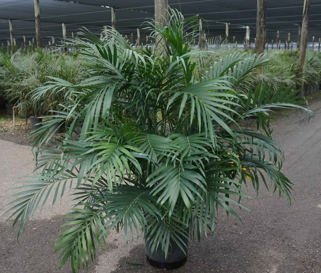 Palm – Chamaedorea cataractarum (Cat Palm) – Ruibals