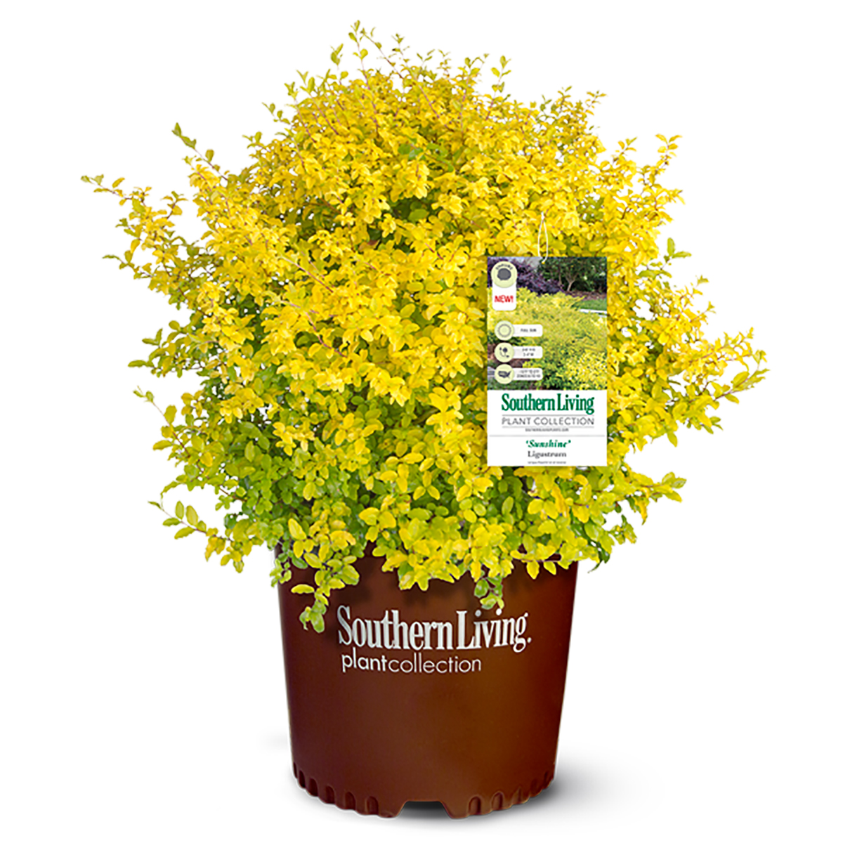 Ligustrum - Sunshine - Ruibals