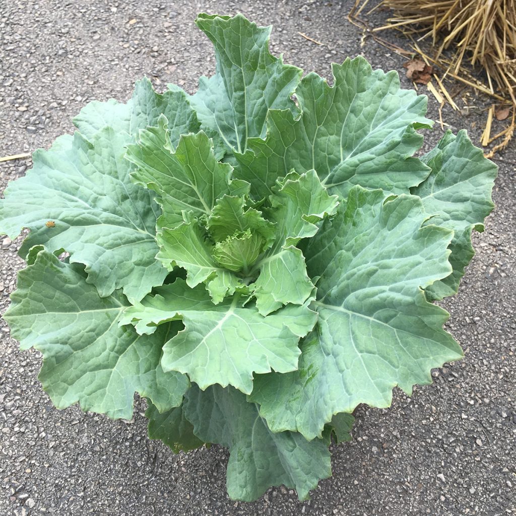 Cabbage Kale Ruibals