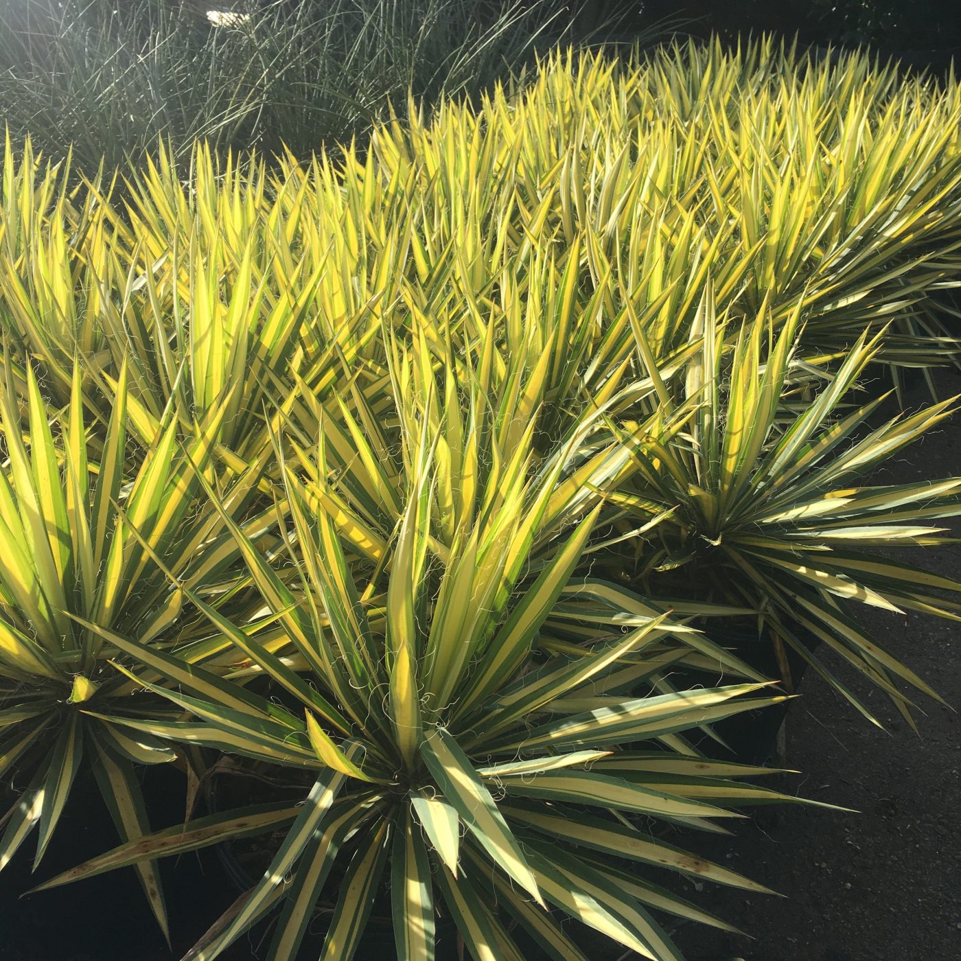 Color guard yucca plants