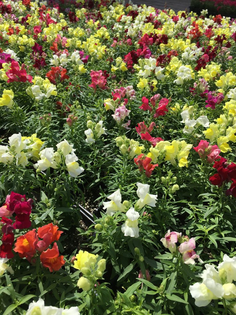 snapdragon leyh