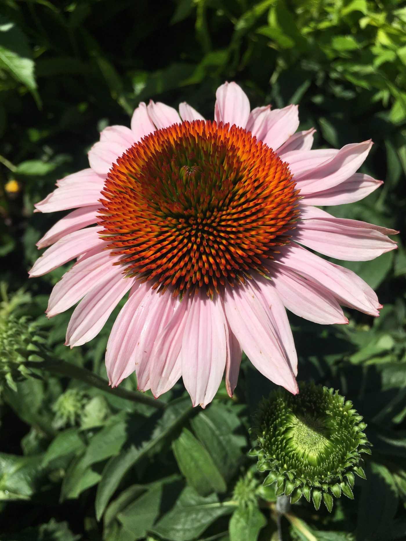 Echinacea - Cone Flower - Ruibals