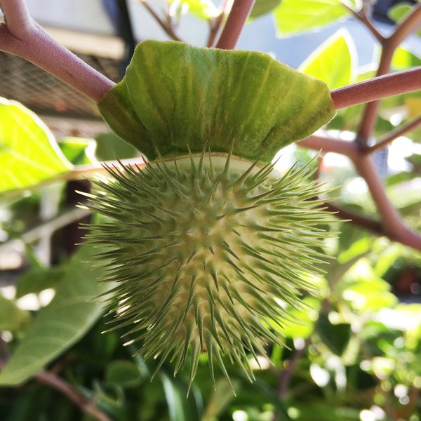 Datura inoxia – Ruibals