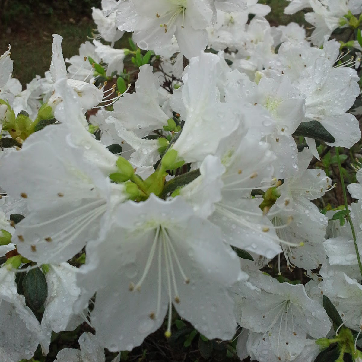 Azalea - Delaware Valley - Ruibals