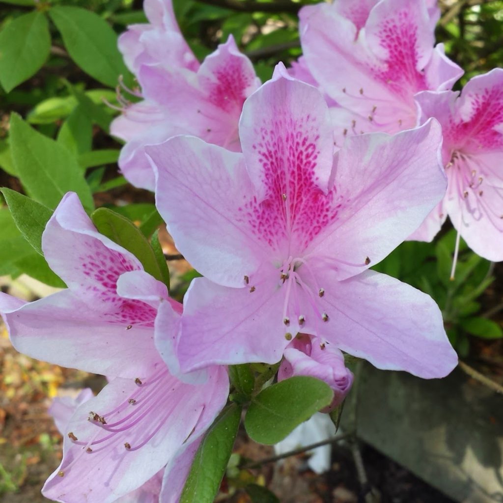 Azalea - George L. Taber - Ruibals