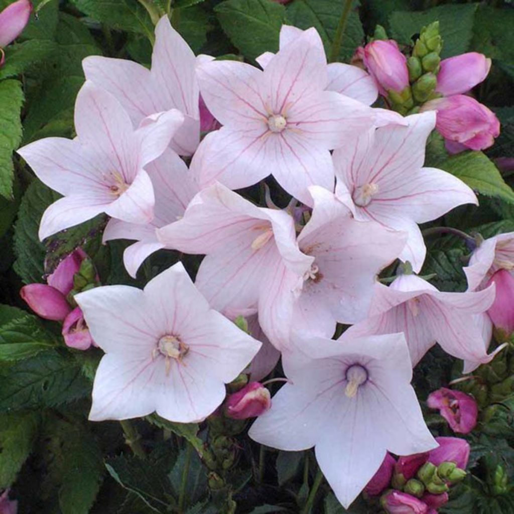 Platycodon Grandiflora - Balloon Flower - Ruibals