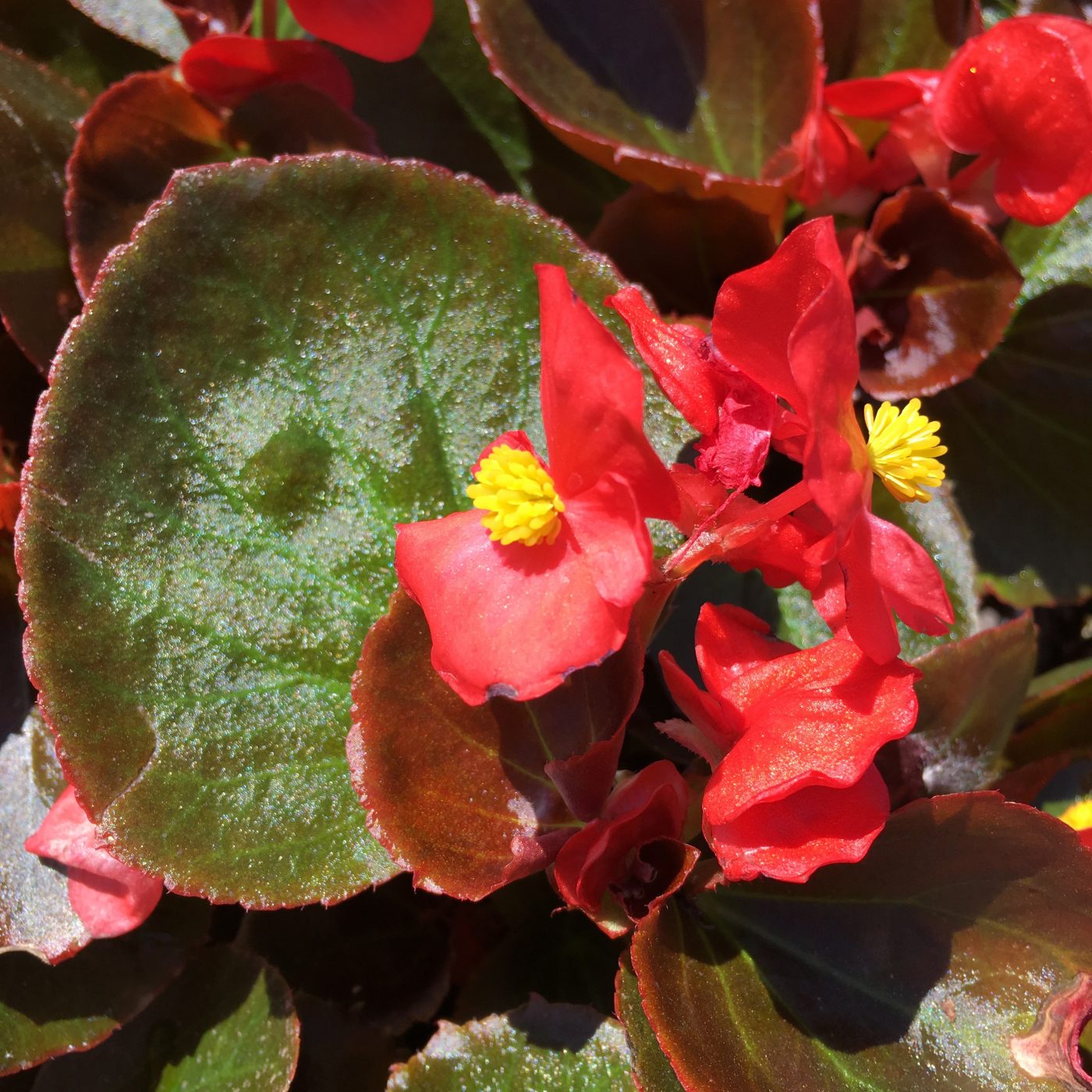 Begonia Bronze Leaf Ruibals