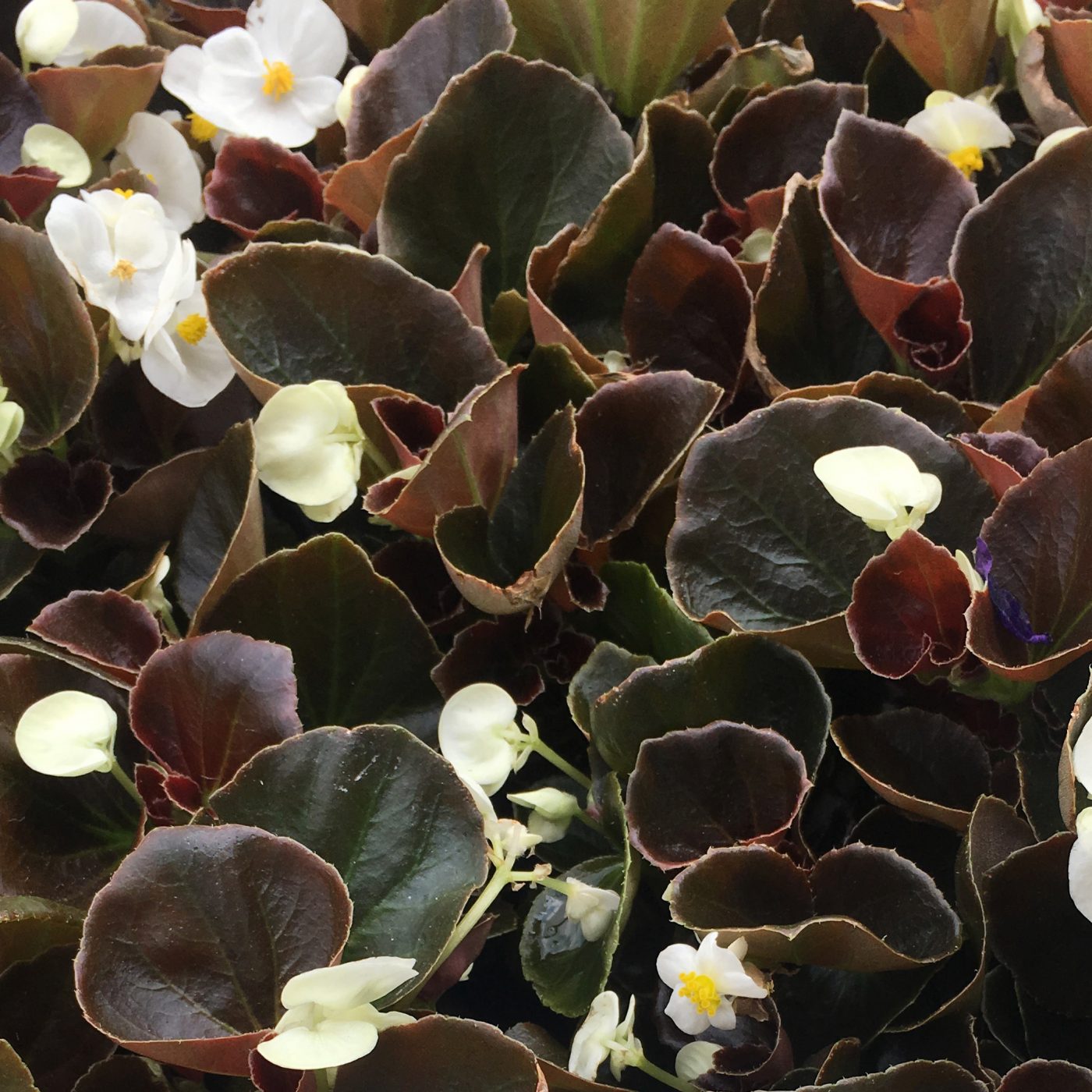 Begonia Bronze Leaf Ruibals