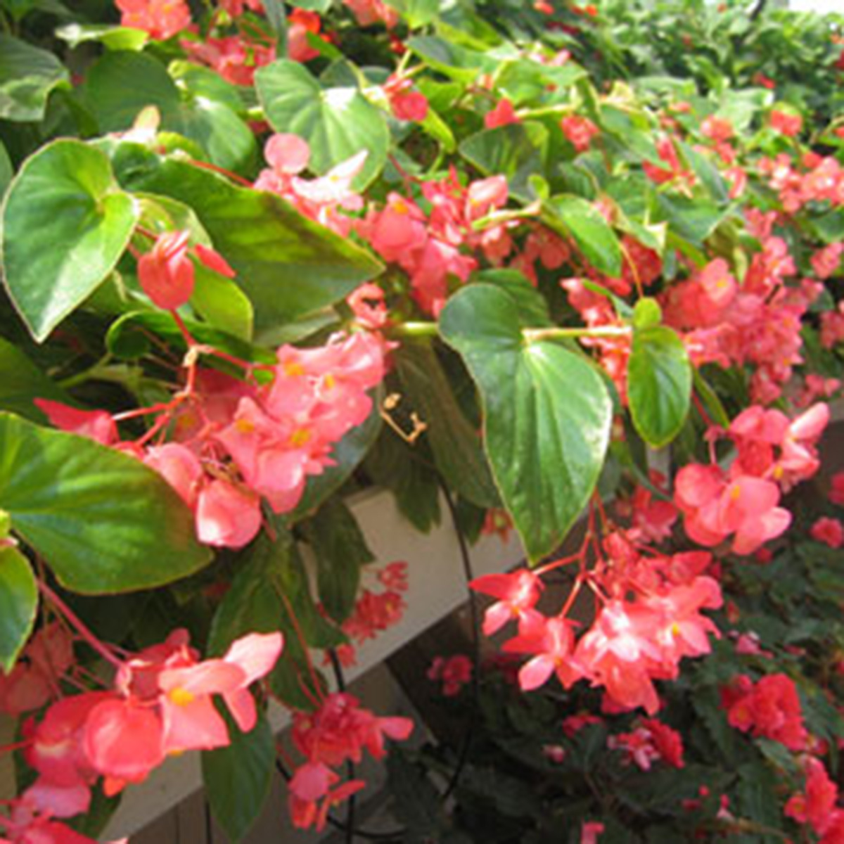 Begonia - Dragon Wing - Ruibals