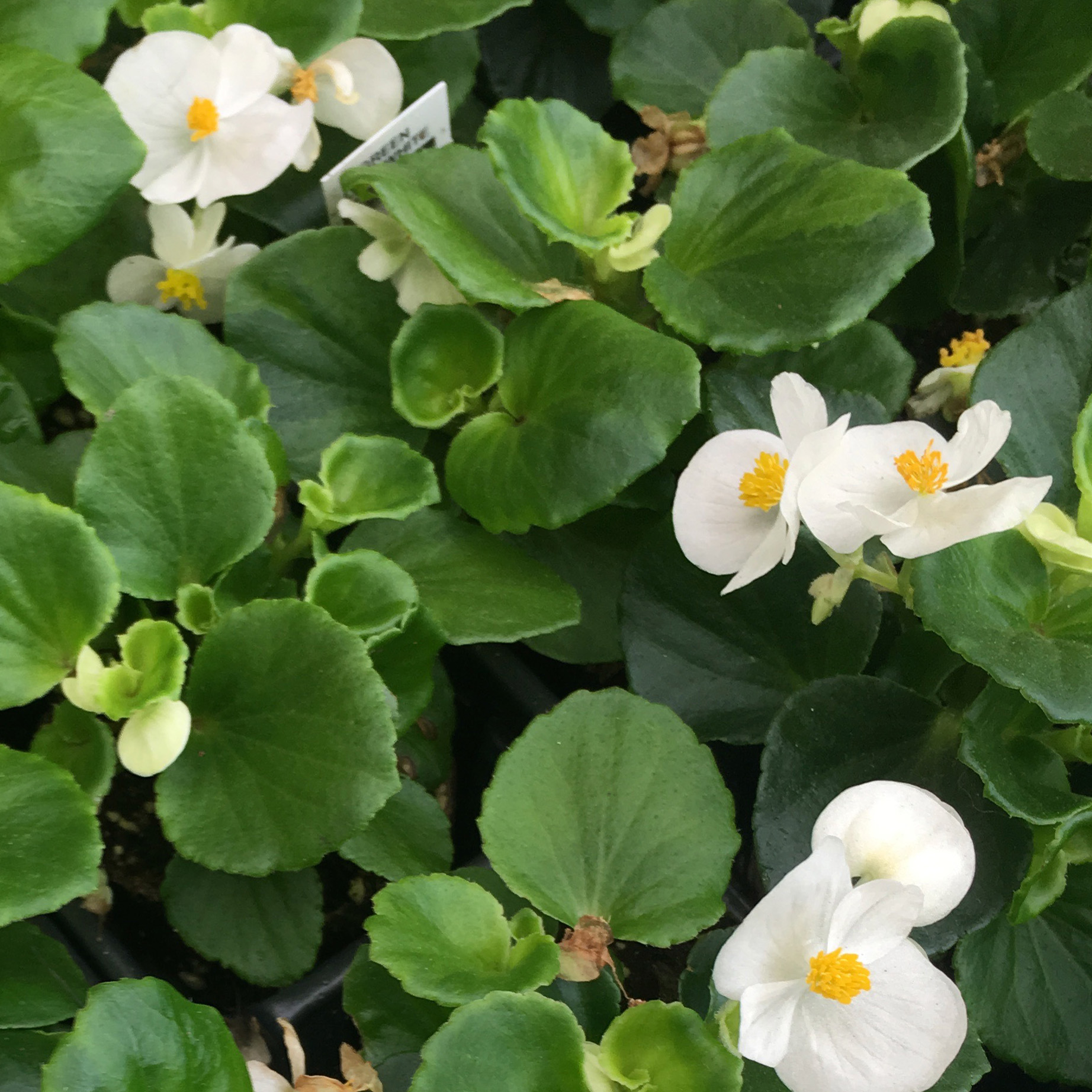 Begonia - Green Leaf - Ruibals