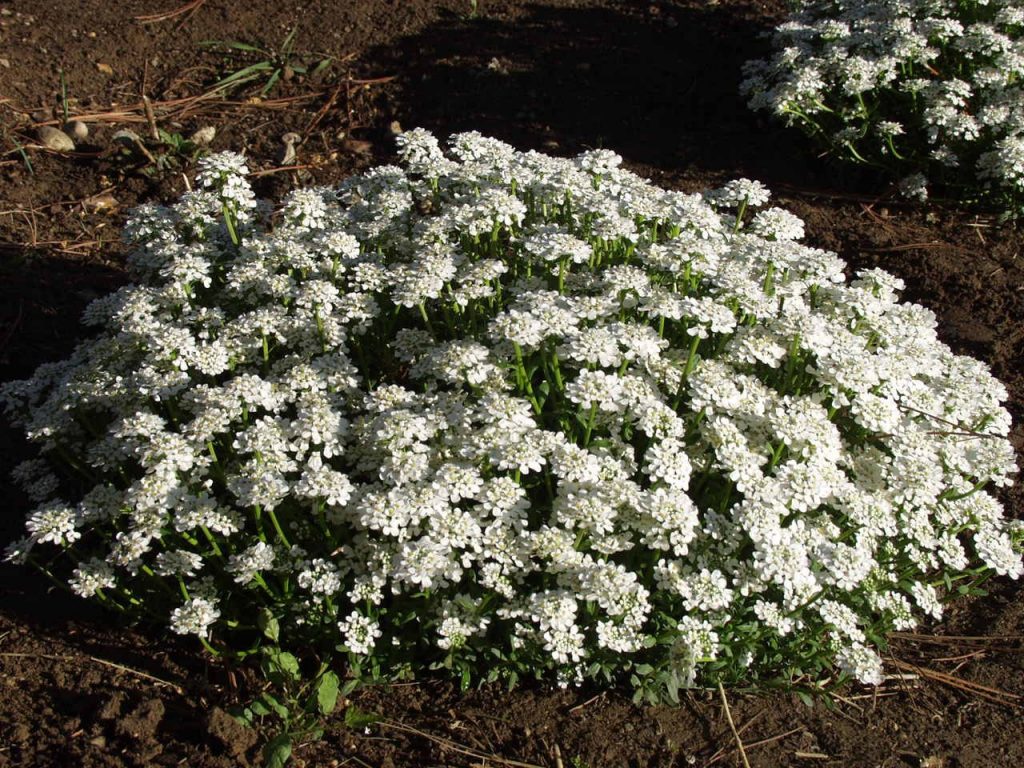 Candytuft - Iberis Purity - Ruibals