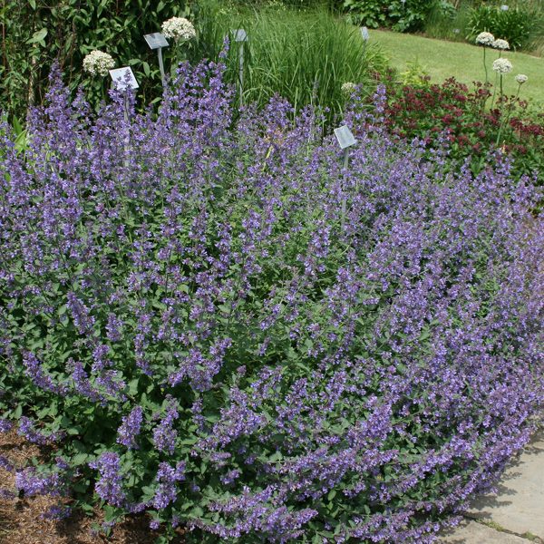 Nepeta - Catmint - Ruibals