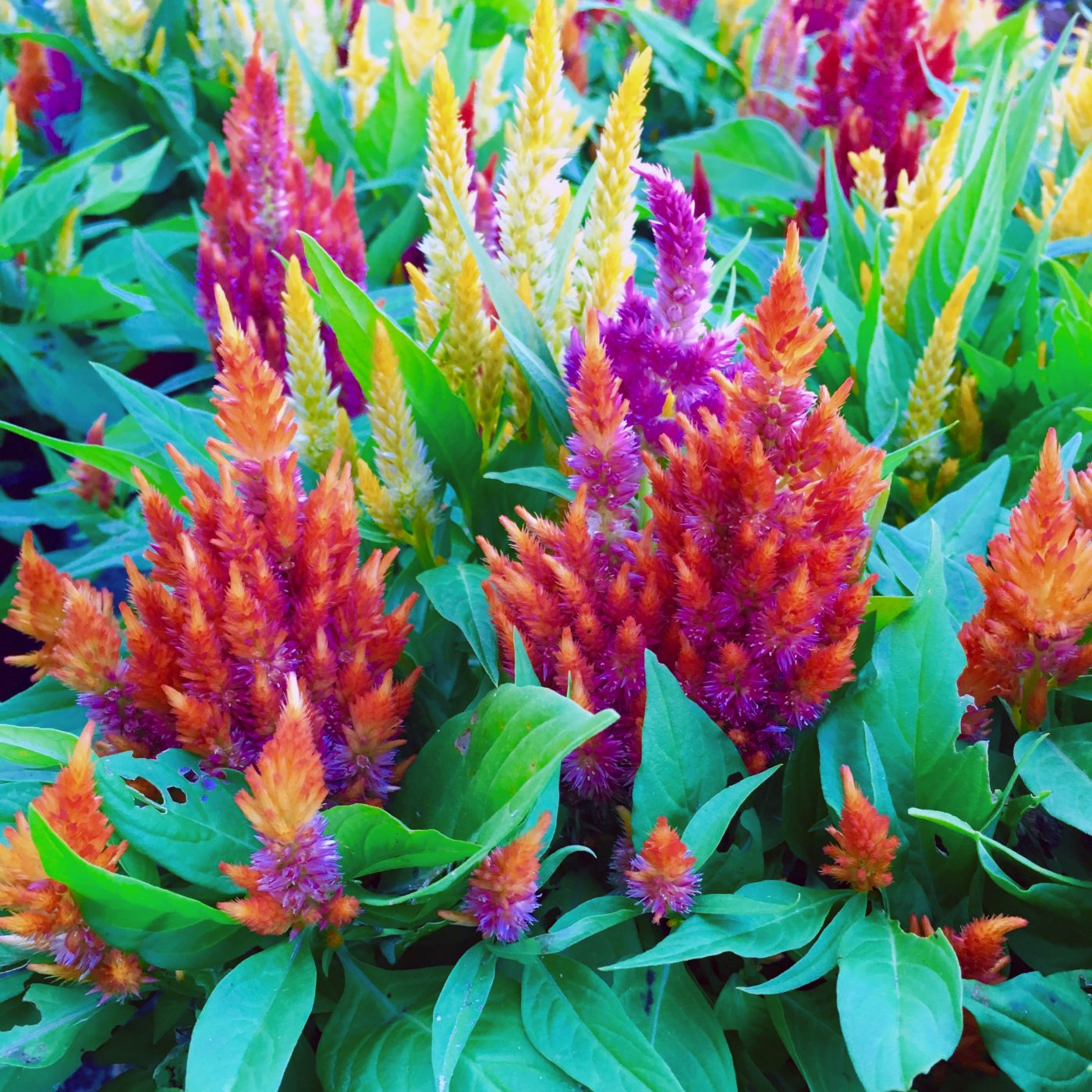 Celosia - Ruibals