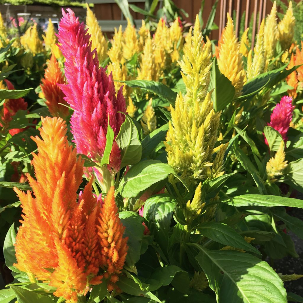 Celosia – Ruibals