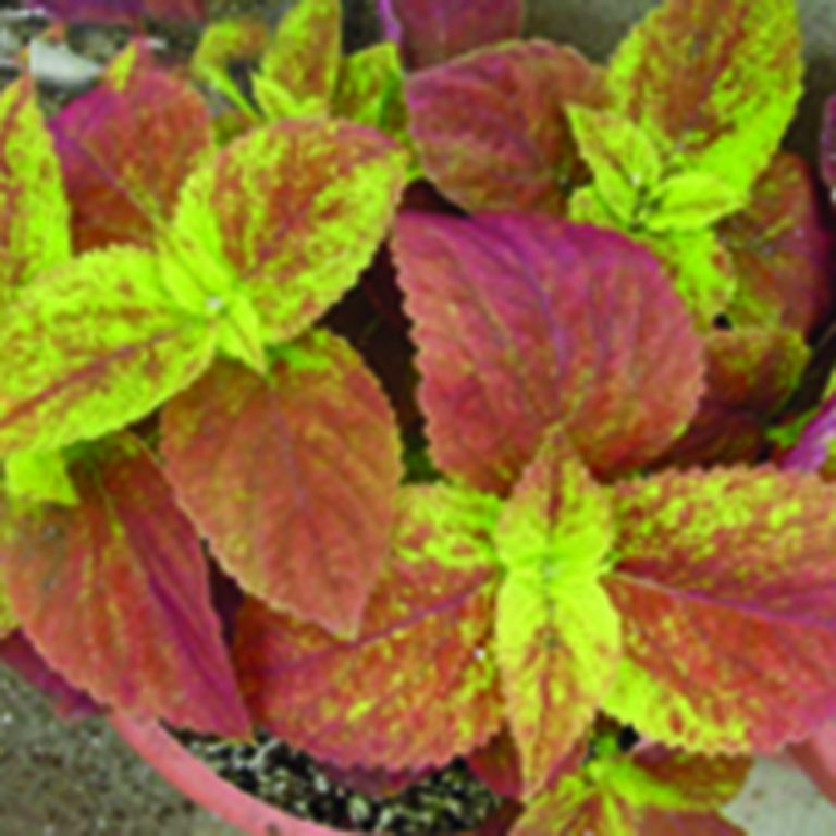 Coleus - Sun Varieties - Ruibals