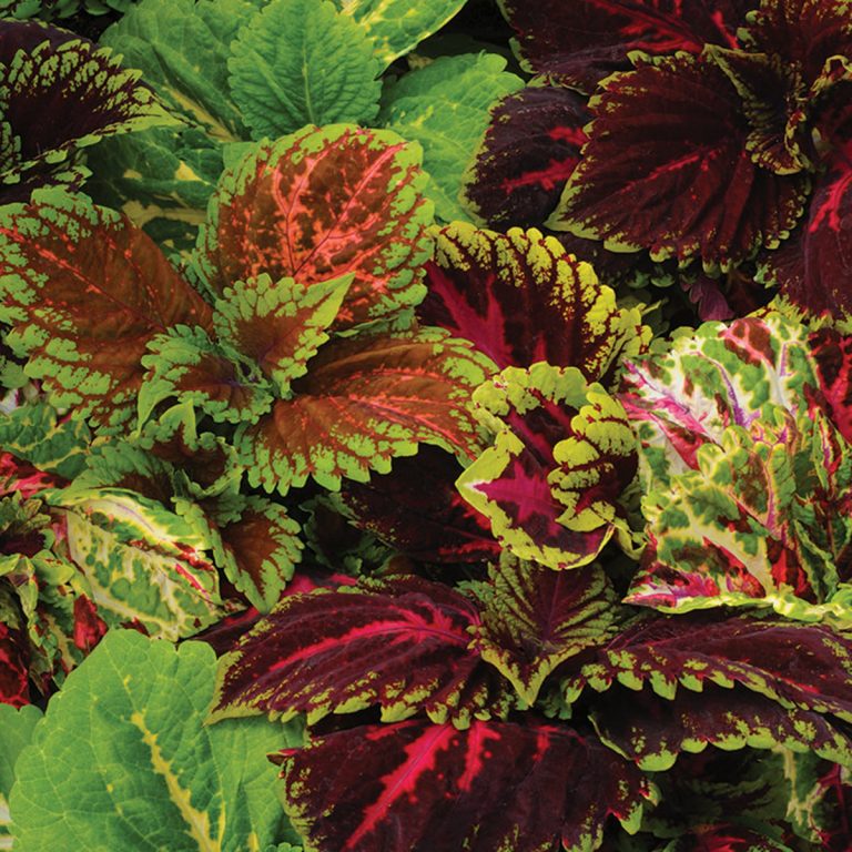 Coleus - Kong - Ruibals