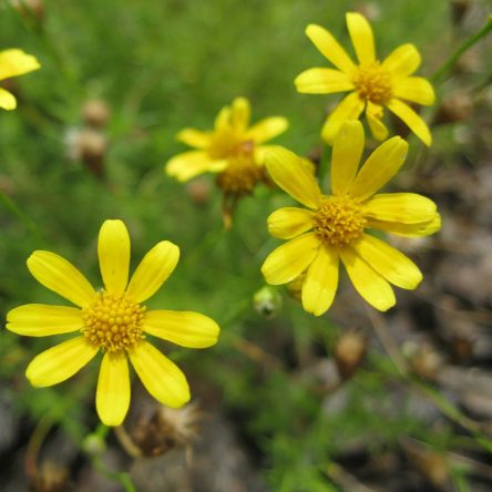 Dahlberg Daisy - Ruibals