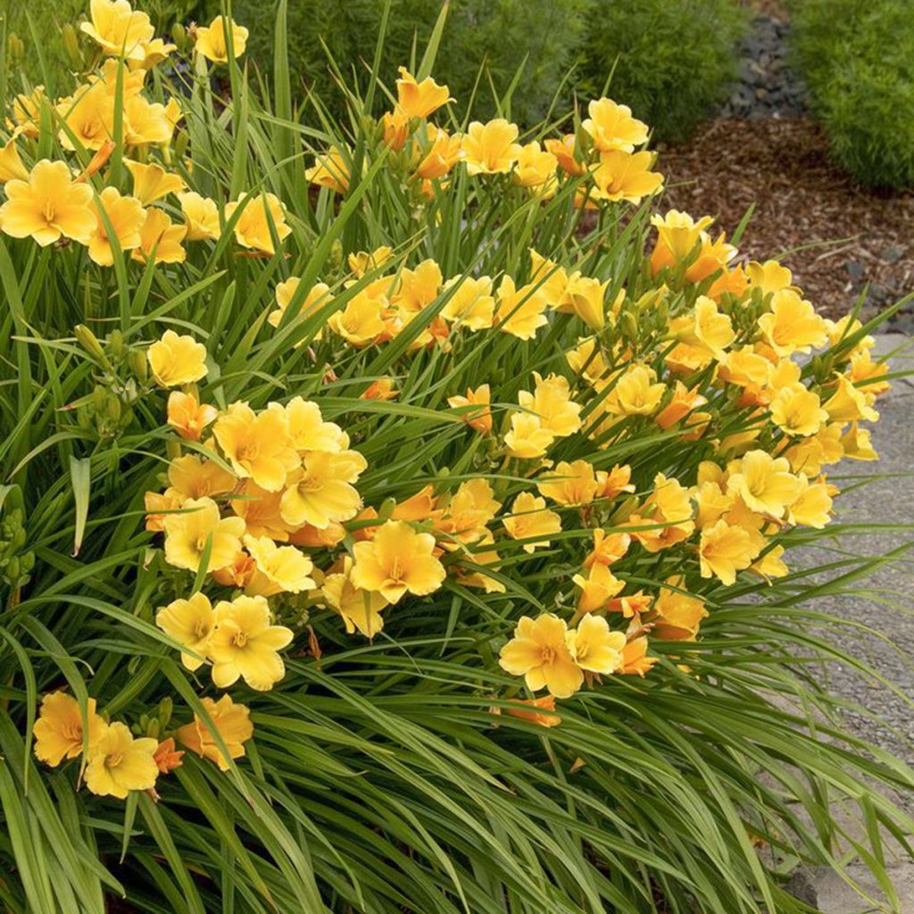 Hemerocallis - Daylily - Ruibals