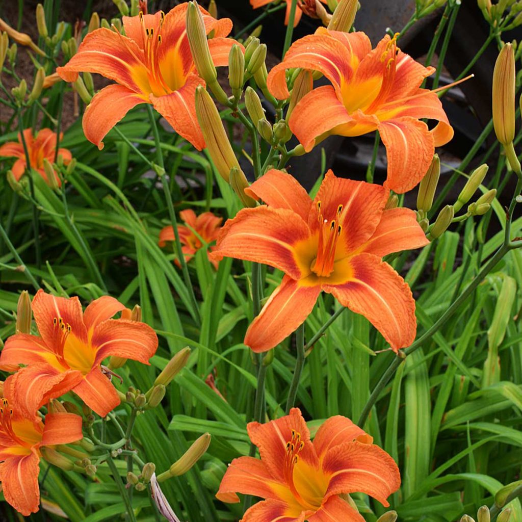 Hemerocallis - Daylily - Ruibals