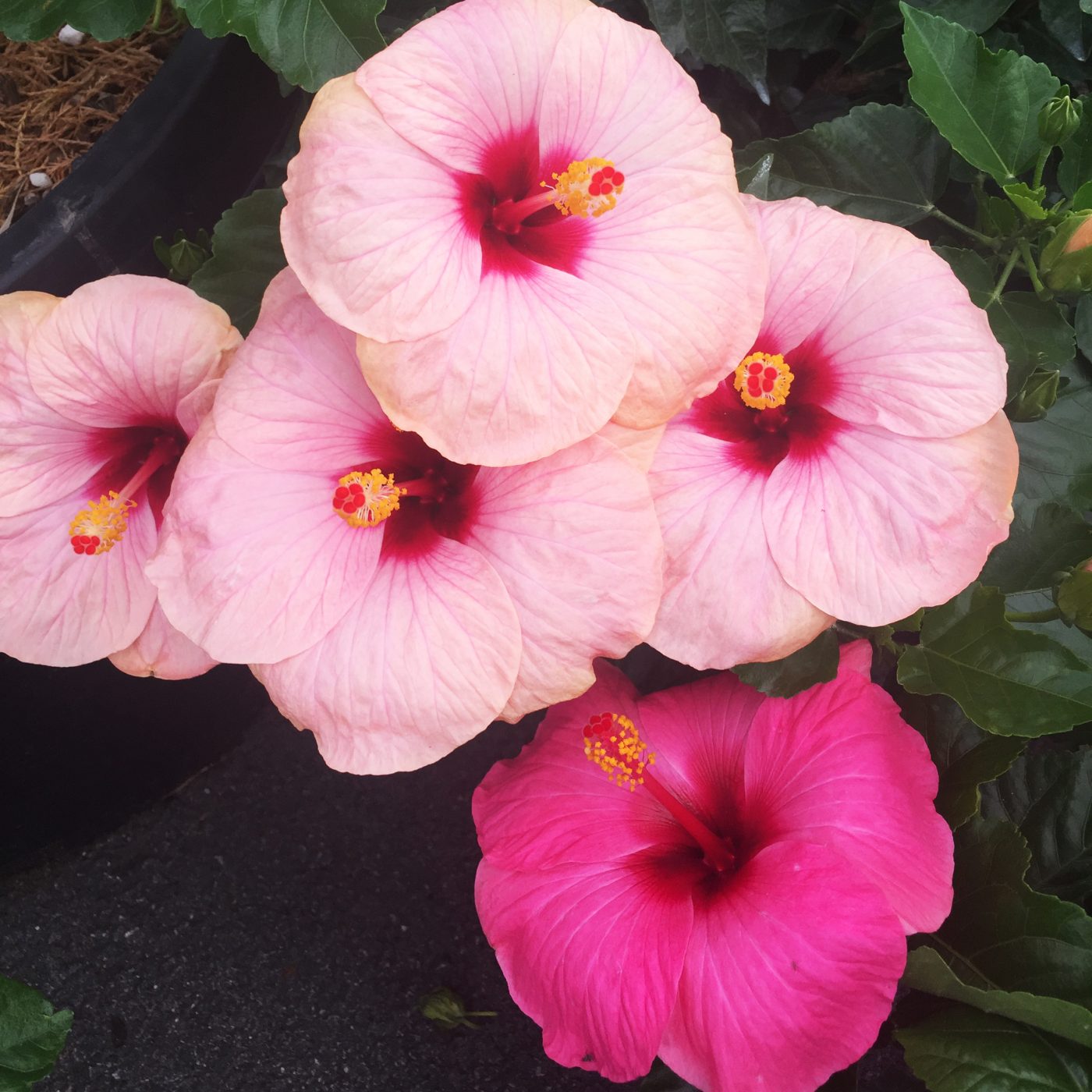 Hardy Hibiscus - Ruibals