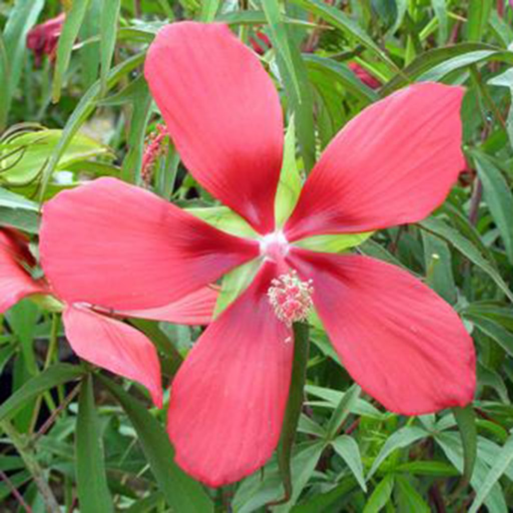 Hardy Hibiscus Texas Star Ruibals   Hibiscus Texas Star Red 1024x1024 