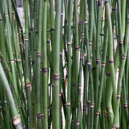 Horsetail Reed -Equisetum hyemale - Ruibals