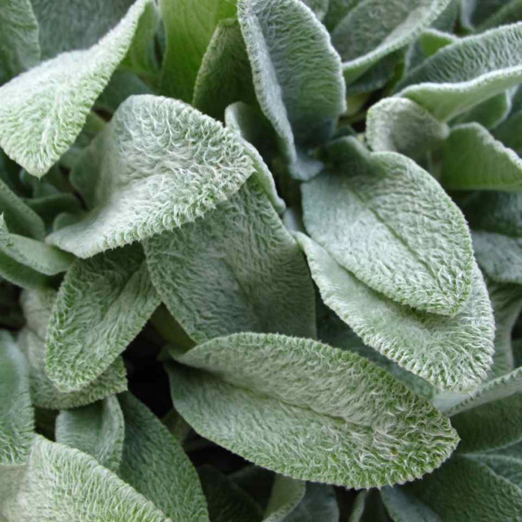Lambs Ear Stachys byzantina Ruibals