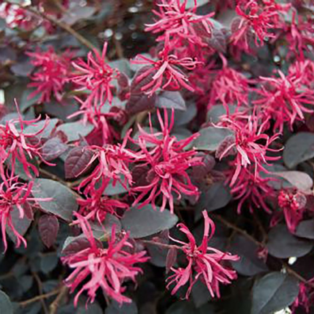 Loropetalum Burgundy Blast Ruibals