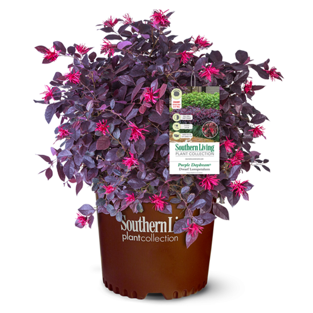 Loropetalum - Purple Daydream - Ruibals