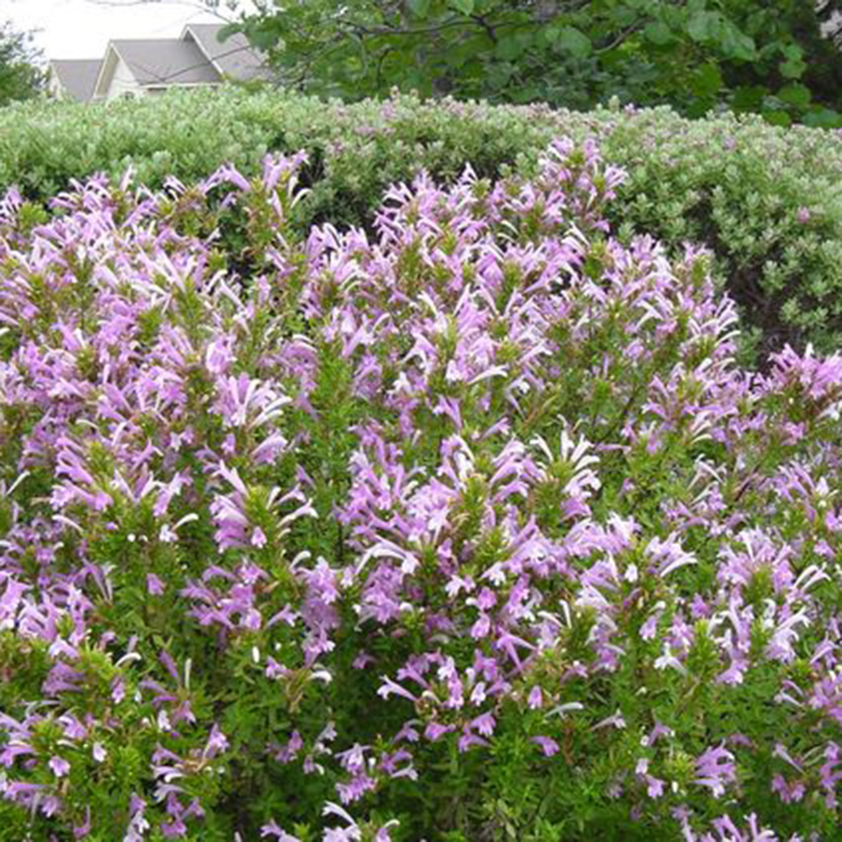 Mexican Oregano Ruibals