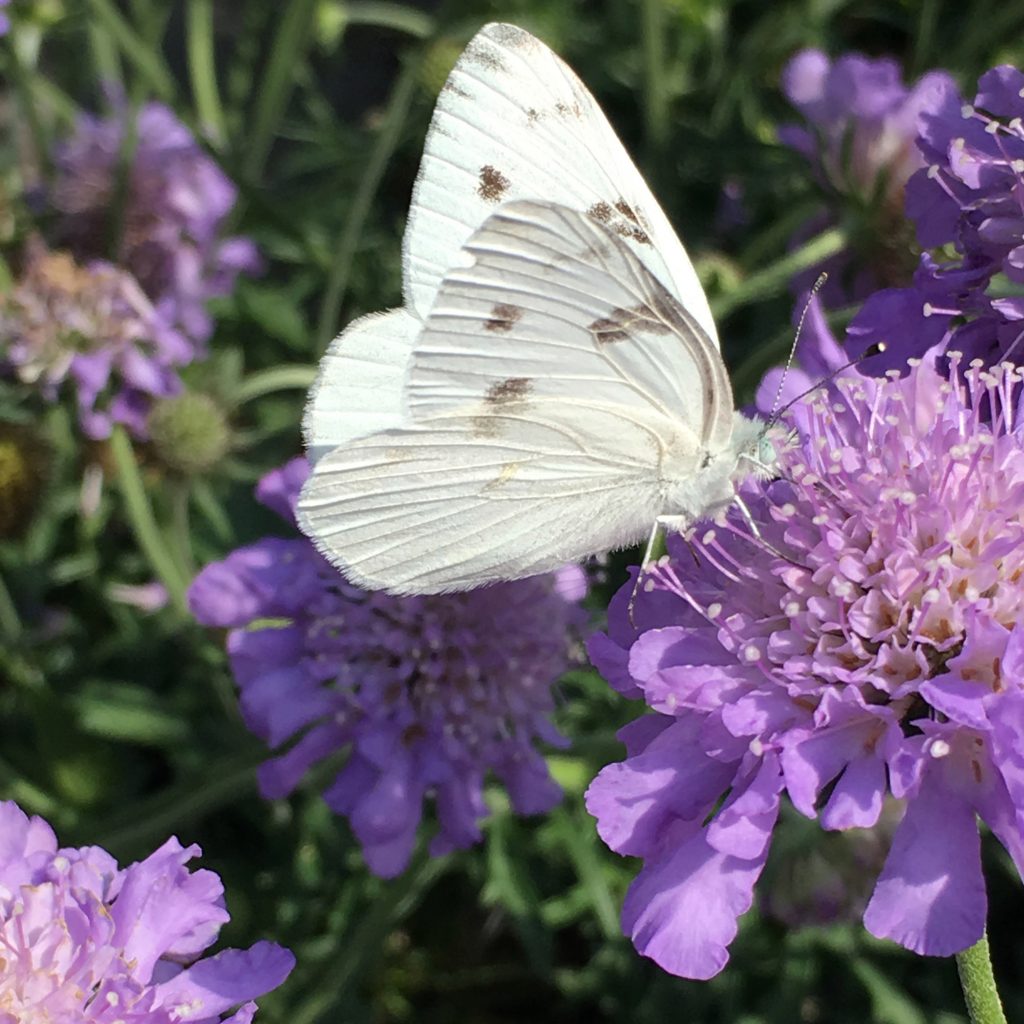 Scabiosa - Pincushion Flower - Ruibals