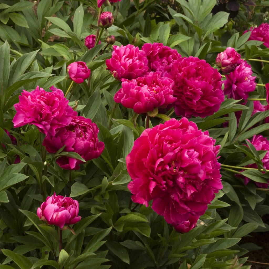 Peony - Ruibals