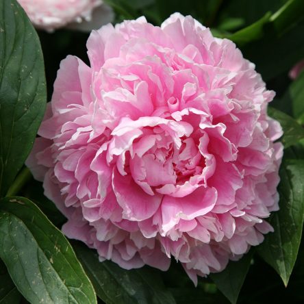 Peony – Ruibals