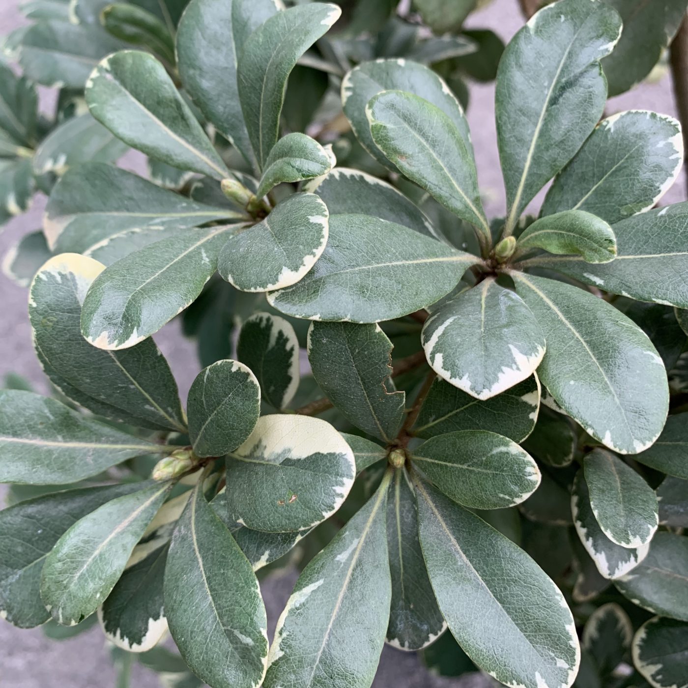 pittosporum