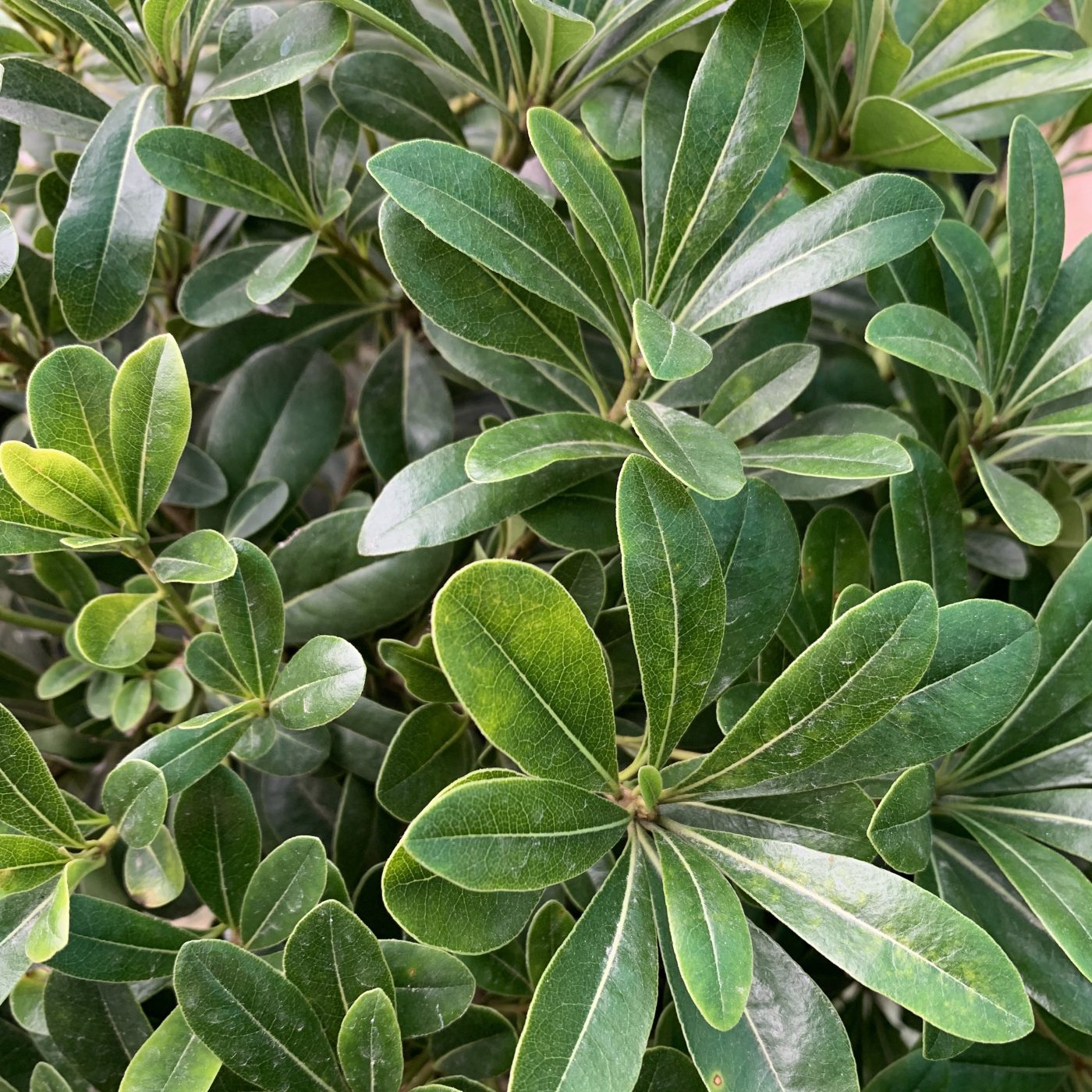 Pittosporum - Wheeler's Dwarf - Ruibals