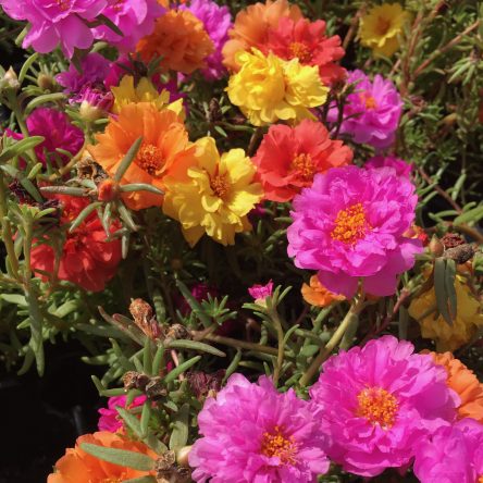 Portulaca - Ruibals